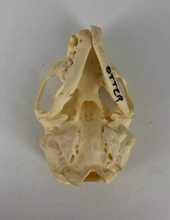 Load image into Gallery viewer, Otter skull