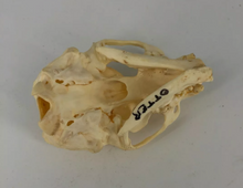 Load image into Gallery viewer, Otter skull