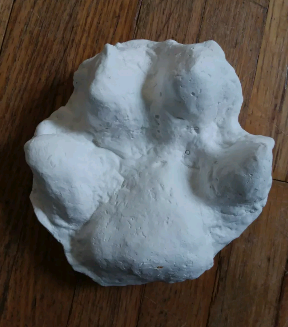 Wolf footprint cast replica