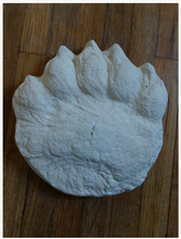 Laden Sie das Bild in den Galerie-Viewer, Bear: Footprint Adult Polar Bear footprint cast replica