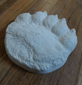 Bear: Footprint Adult Polar Bear footprint cast replica