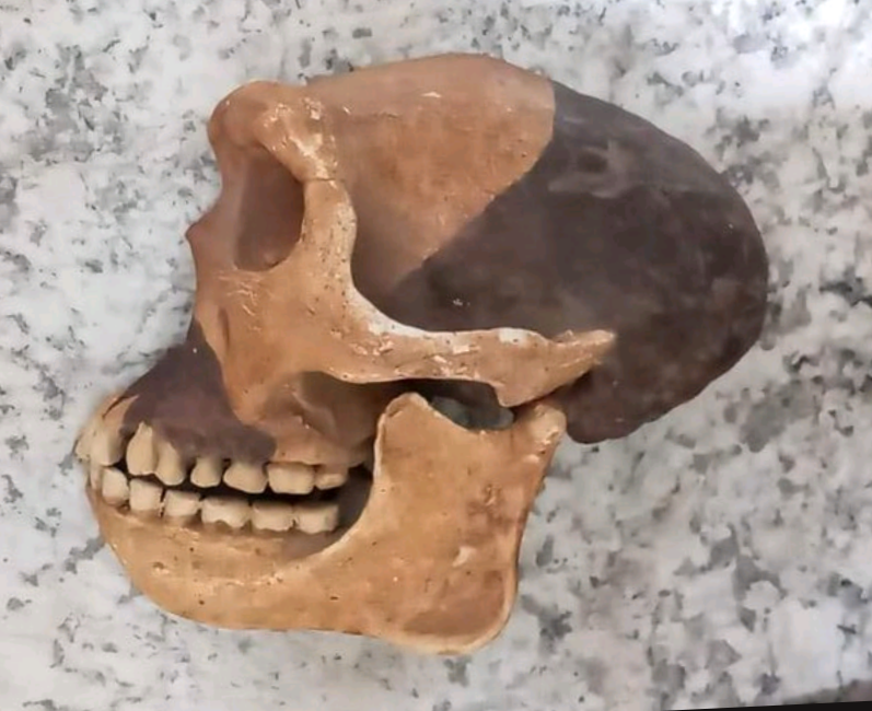 Peking man skull profile cast replica