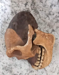 Peking man skull profile cast replica