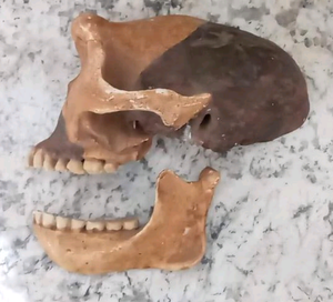 Peking man skull profile cast replica