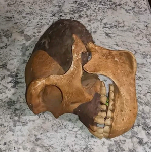 Peking man skull profile cast replica