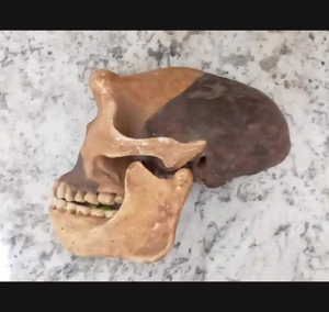 Peking man skull profile cast replica