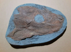 Icthyostega Fossil Cast