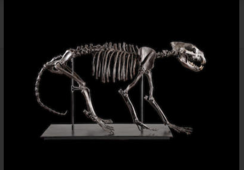 Bear dog fossil skeleton