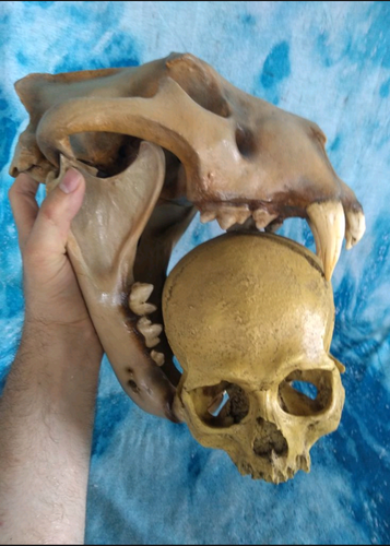 Barbary lion skull fossil cast replica