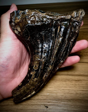 Load image into Gallery viewer, Fossil Mammoth tooth cast replica 2022A