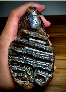 Fossil Mammoth tooth cast replica 2022A