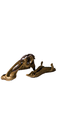 Edmontosaurus juvenile skull cast replica Dinosaur