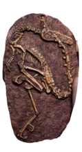 Load image into Gallery viewer, Velociraptor dig panel Velociraptor skeleton (item #P350)