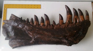 T-rex:  Dinosaur mandible cast replica