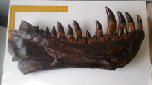 Load image into Gallery viewer, T-rex:  Dinosaur mandible cast replica