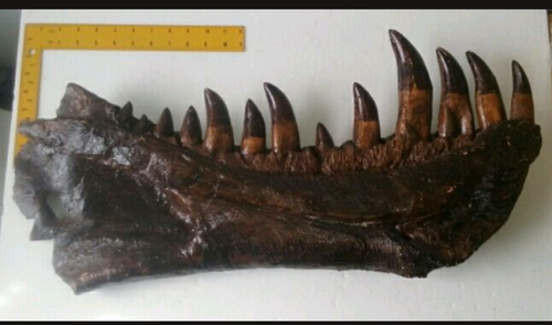 T-rex:  Dinosaur mandible cast replica T.rex Trex