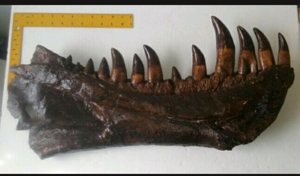 T-rex:  Dinosaur mandible cast replica