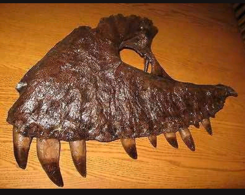 T-rex:  Dinosaur maxilla cast replica T.rex Trex