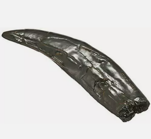 Allosaurus: Japan Allosaurus Dinosaur Fossil Tooth cast replica figure 10cm