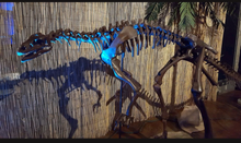 Laden Sie das Bild in den Galerie-Viewer, Lufengosaurus skeleton cast replica dinosaur for sale or rent