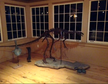 Load image into Gallery viewer, Lufengosaurus skeleton cast replica dinosaur for sale or rent