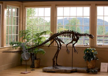 Laden Sie das Bild in den Galerie-Viewer, Lufengosaurus skeleton cast replica dinosaur for sale or rent