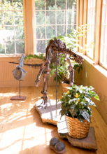 Load image into Gallery viewer, Lufengosaurus skeleton cast replica dinosaur for sale or rent