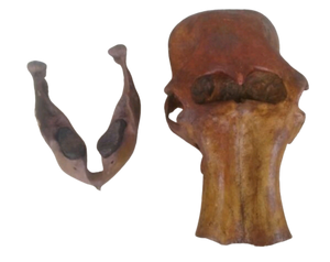 Mammoth Skull cast replica #1 with tusks Pleistocene. Ice Age