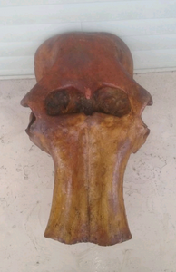 Mammoth Skull cast replica #1 with tusks Pleistocene. Ice Age