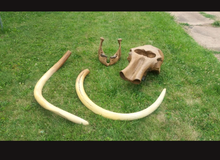 Cargar imagen en el visor de la galería, Mammoth Skull cast replica #1 with tusks Pleistocene. Ice Age