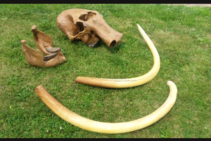 Mammoth Skull cast replica #1 with tusks Pleistocene. Ice Age