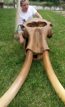 Cargar imagen en el visor de la galería, Mammoth Skull cast replica #1 with tusks Pleistocene. Ice Age