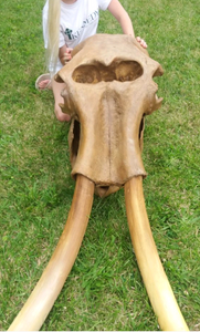 Mammoth Skull cast replica #1 with tusks Pleistocene. Ice Age