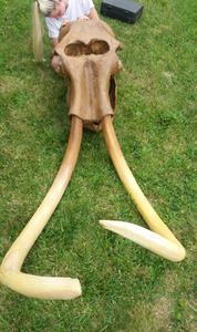 Mammoth Skull cast replica #1 with tusks Pleistocene. Ice Age