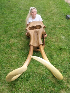 Mammoth Skull cast replica #1 with tusks Pleistocene. Ice Age