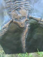Load image into Gallery viewer, Plesiosaurus Skeleton cast replica marine reptile