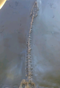 Plesiosaurus Skeleton cast replica marine reptile