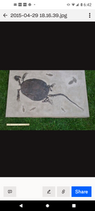 Turtle (Chisternon undatum) skeleton fossil cast replica