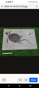 Turtle (Chisternon undatum) skeleton fossil cast replica