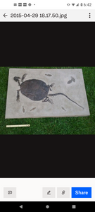 Turtle (Chisternon undatum) skeleton fossil cast replica