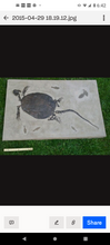 Load image into Gallery viewer, Turtle (Chisternon undatum) skeleton fossil cast replica