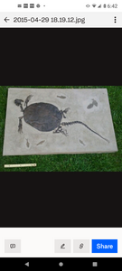 Turtle (Chisternon undatum) skeleton fossil cast replica