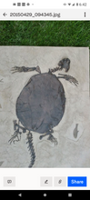 Load image into Gallery viewer, Turtle (Chisternon undatum) skeleton fossil cast replica