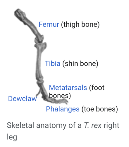 T.rex femur cast replica #4