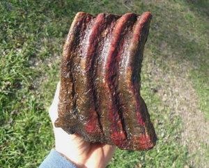 Mammoth: Colorful Fossil Mammoth tooth