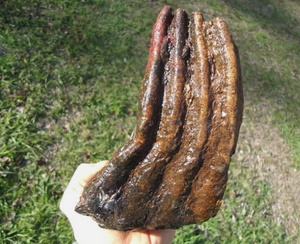 Mammoth: Colorful Fossil Mammoth tooth