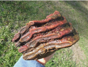 Mammoth: Colorful Fossil Mammoth tooth