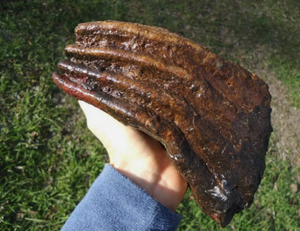 Mammoth: Colorful Fossil Mammoth tooth