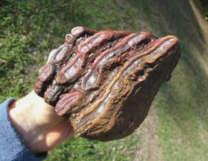 Mammoth: Colorful Fossil Mammoth tooth