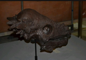 Pachycephalosaurus skull cast replica